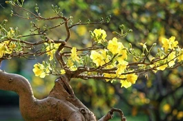 Mai vàng phương Nam - Ảnh minh họa