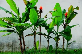 Sống đời một cây chuối