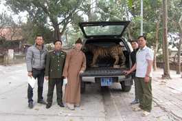 Tiêu bản được đưa lên xe lực lượng kiểm lâm