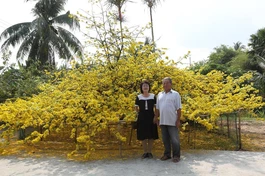 Tác giả và ông Ba Đối bên cây mai