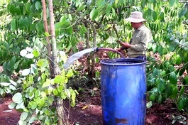 Người trồng cà phê ở Tây Nguyên phải túc trực để tưới cà phê