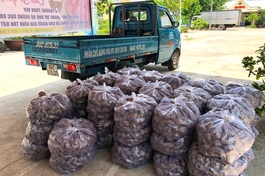 Chùa Phước Nguyên vận chuyển khoai về chùa