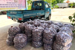 Chùa Phước Nguyên vận chuyển khoai về chùa