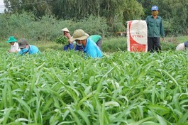 Đội tình nguyện viên trồng hơn 20 công rau muống tặng miễn phí người khó khăn