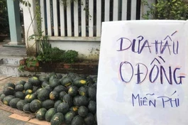 Dưa hấu được đem về tặng miễn phí đến bà con có nhu cầu
