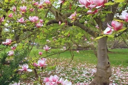 Hạnh phúc "mọc rễ" trong tâm hồn - Ảnh: Minh họa