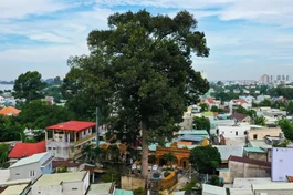 Cây dầu rái hơn 300 năm trong khuôn viên chùa Hoàng Ân, P.Hiệp Hòa, TP.Biên Hòa