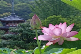 "Tự tu tạo công đức/ Là bạn tốt đời sau"