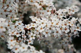 "Sứ mệnh của những nhà lãnh đạo là tìm kiếm và kiến tạo mùa xuân bên ngoài cho nhân dân" - Ảnh: Thanh Tuấn