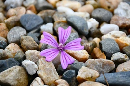 "Thực tế, không hề có cái gì gọi là thế giới, mà chỉ có thể nói có thế giới là duyên từ các căn khởi lên"