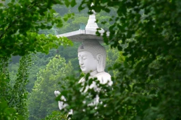 Một trong những nguyên nhân chính của đau khổ là sự tham muốn