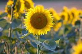 "Cắt đứt dây ái hỷ/ Tham dục và xấu ác/ Nhổ sạch gốc ái dục/ Thẳng hướng đến Niết-bàn" - Ảnh: Làng Mai