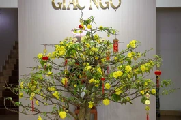 Sắc vàng tươi thắm của hoa mai nở rộ tại trụ sở tòa soạn Báo Giác Ngộ (85 Nguyễn Đình Chiểu, phường Xuân Hòa, TP.HCM) - Ảnh: Nguyên Tài/BGN