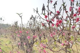 Đào ở Hải Dương