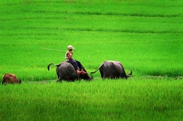 Chăn trâu trên đồng. Ảnh minh họa
