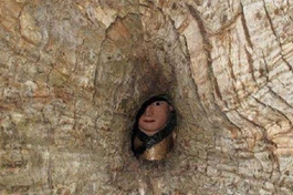 Sự xuất hiện của pho tượng ở vị trí này vẫn là điều bí ẩn - Ảnh: News