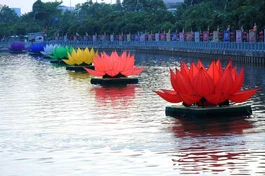 Bảy đóa sen trên kênh Nhiêu Lộc