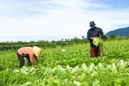 Chung tay thu hoạch nông sản hỗ trợ người dân TP.HCM