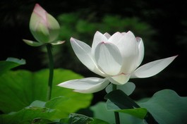 Thành tựu Chánh kiến