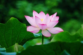 "Nhìn hoa sen, tự nghĩ mình làm sao không vướng trần tục. Người tu phải thực tập pháp Phật, không nói suông, kiểm chứng để nhận ra được điều khó hiểu mà Phật dạy".