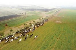 Chăn nuôi có tạo ác nghiệp?