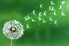 Vạn sự tùy duyên - Ảnh minh họa