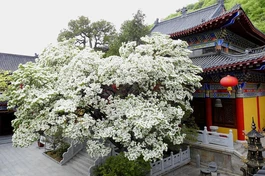 Cây lưu tô thụ hơn 830 tuổi tại chùa Longdong