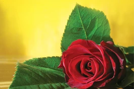 Vu lan - mùa hiếu hạnh Phật lịch 2567 - năm Quý Mão 2023