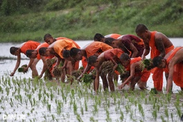 Cấy lúa mừng lễ Sene Dolta là một hình thức sinh hoạt văn hóa nông nghiệp truyền thống, mang tính cộng đồng rất cao