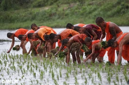 Cấy lúa mừng lễ Sene Dolta là một hình thức sinh hoạt văn hóa nông nghiệp truyền thống, mang tính cộng đồng rất cao