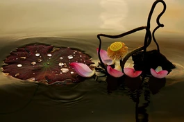 Ảnh: Nguyễn Kim Chi