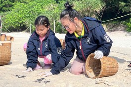 Rùa con sẽ được thả về biển trước 8 giờ sáng để đảm bảo sức khỏe