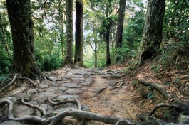 Hàng xích tùng 700 tuổi quý hiếm trên đỉnh thiêng Yên Tử