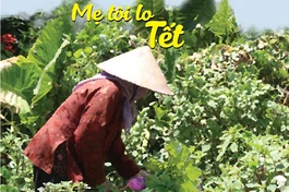 Mẹ tôi lo Tết