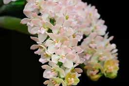 Một nhành lan cũng lễ Phật, cũng hướng hết lòng về chốn từ bi. Chúng tôi biết nó là “Nghinh xuân”