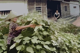 Còn đây hàng giậu lá gai