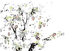 Những trái xoài mùa sau