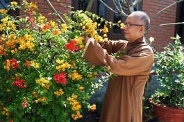 Hòa thượng Thích Tịnh Quang chăm sóc cây cảnh cho ngôi chùa mới xây ở H.Củ Chi, TP.HCM