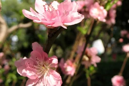 Lễ là tảo mộ…