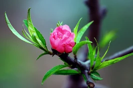 Mùa xuân, hái lộc tự tâm