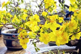 Tháng giêng còn nhớ không