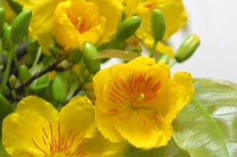 Tết nói về chuyện hoa mai