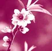 Tết đâu chỉ có hoa đào