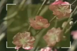 Video: Ngày Tết quê em (Tam Ca Áo Trắng)