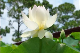 Giọt lệ hạnh phúc