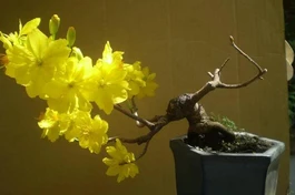 Ngày tết - Nói về 24 loài hoa mai