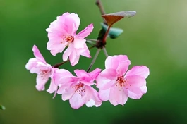 Mùa xuân phía trước