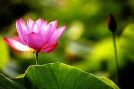 Hư khúc “Sen hồng hư không”