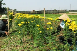 Hà Nội: Nhộn nhịp mùa hoa tết ở Từ Liêm