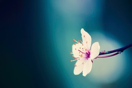 Làm sao vui với chuyện thị phi?